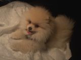 Ay Parçası Pomeranian 