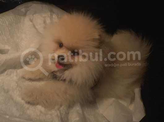 Ay Parçası Pomeranian  görsel