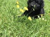 Çok Özel Siyah Toy Poodle Yavrularimiz