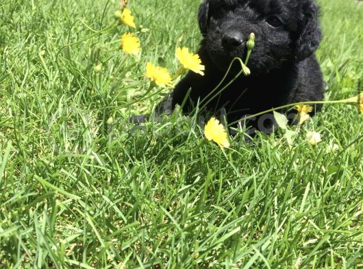 Çok Özel Siyah Toy Poodle Yavrularimiz görsel