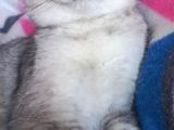 Scottish Fold Duman Çok Akıllı Çok Uysal Çok Sevecen