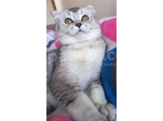 Scottish Fold Duman Çok Akıllı Çok Uysal Çok Sevecen
