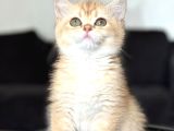 A Kalite Bri̇ti̇sh Shorthai̇r Golden  Yavrular