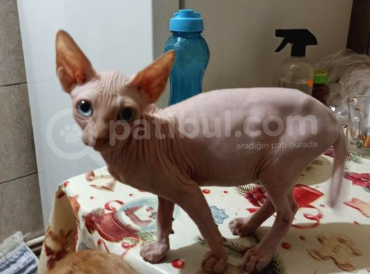 Sfenks Yavrumuz görsel