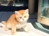 A kalite BRİTİSH SHORTHAİR GOLDEN  yavrular