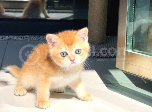 A Kalite Bri̇ti̇sh Shorthai̇r Golden  Yavrular