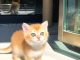 A Kalite Bri̇ti̇sh Shorthai̇r Golden  Yavrular