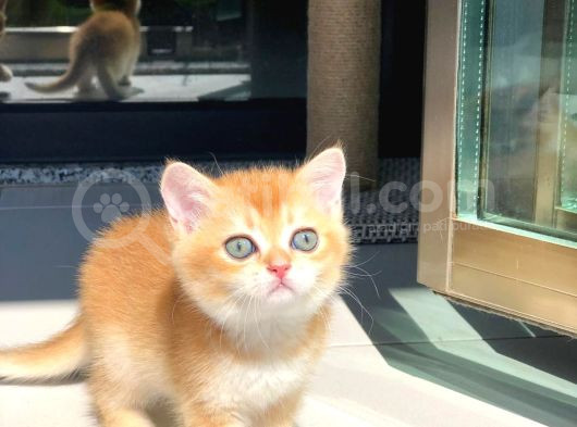 A Kalite Bri̇ti̇sh Shorthai̇r Golden  Yavrular görsel