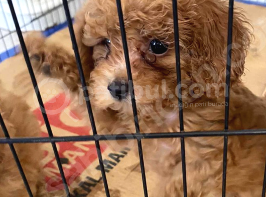 2 Aylık Erkek Poodle görsel
