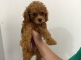 2 Aylık Erkek Poodle