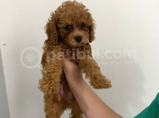 2 Aylık Erkek Poodle görsel