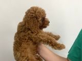 2 Aylık Erkek Poodle