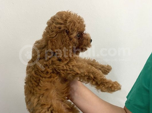 2 Aylık Erkek Poodle görsel