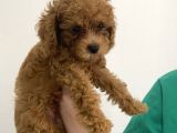 2 aylık erkek poodle