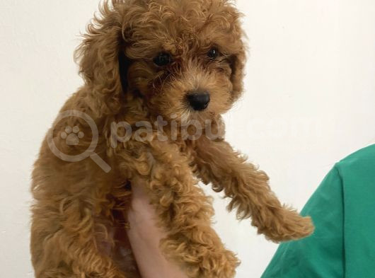 2 Aylık Erkek Poodle