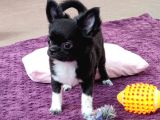 Erkek Chihuahua Yavrusu A Klas Şecereli