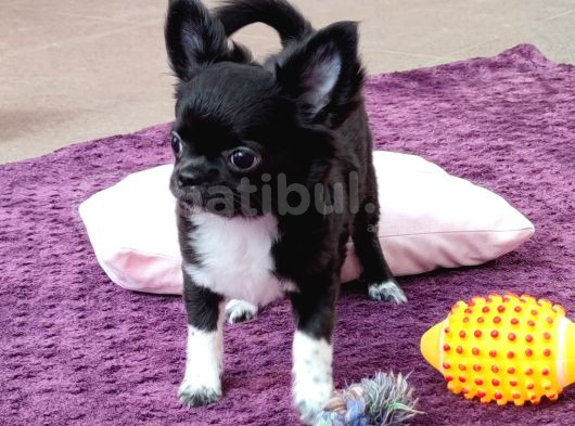 Erkek Chihuahua Yavrusu A Klas Şecereli görsel