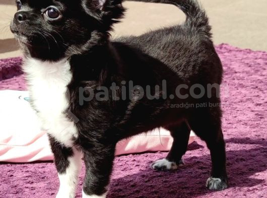 Erkek Chihuahua Yavrusu A Klas Şecereli görsel