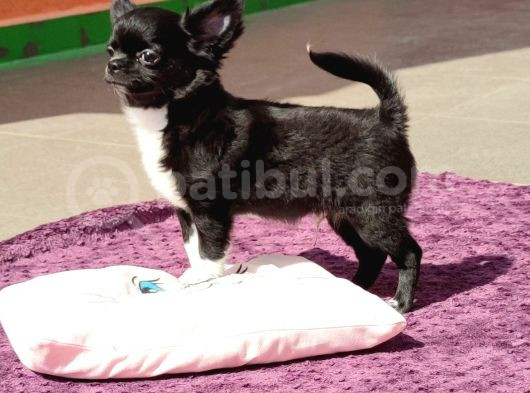 Erkek Chihuahua Yavrusu A Klas Şecereli görsel