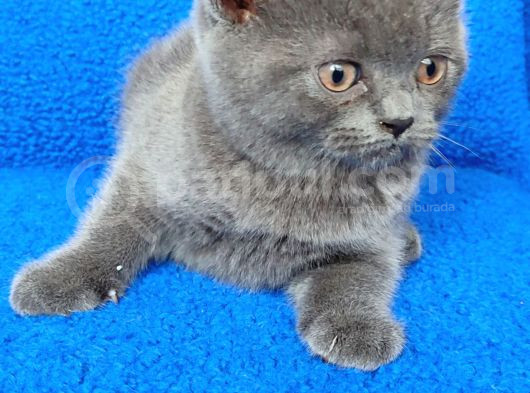 Tesli̇me Hazir Mükemmel Bi̇r Ponçi̇k Yavru görsel