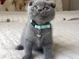Erkek Scottish Fold Yavru