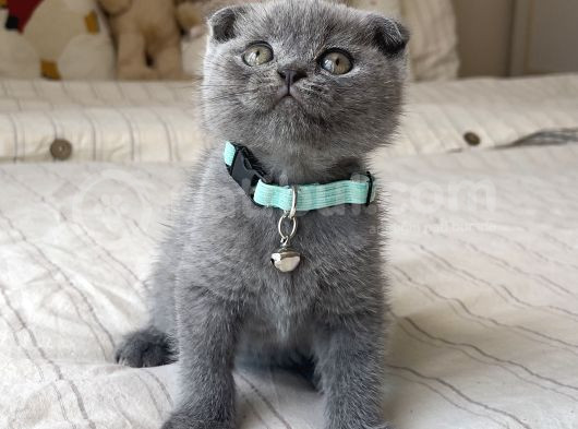 Erkek Scottish Fold Yavru görsel