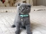 Erkek scottish Fold Yavru
