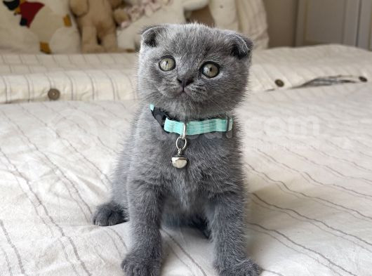 Erkek Scottish Fold Yavru