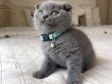 Erkek Scottish Fold Yavru