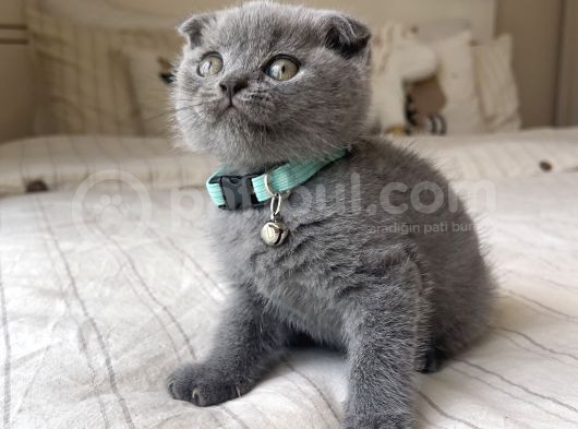 Erkek Scottish Fold Yavru görsel