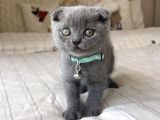 Erkek Scottish Fold Yavru