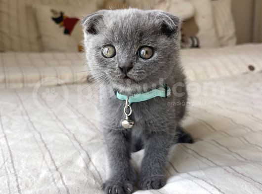 Erkek Scottish Fold Yavru görsel