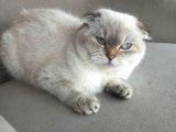 Scottish Fold Peri Çok Uysal Çok Sevecen