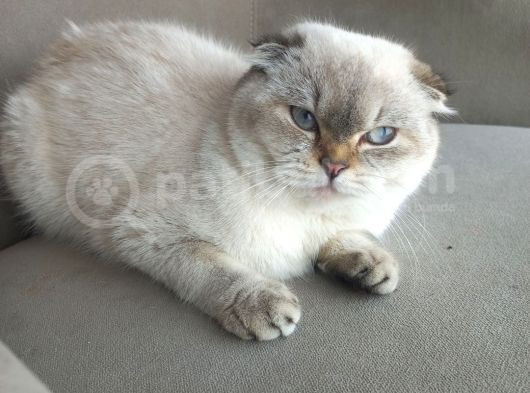 Scottish Fold Peri Çok Uysal Çok Sevecen görsel
