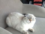 Scottish Fold Peri Çok Uysal Çok Sevecen