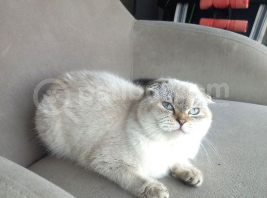 Scottish Fold Peri Çok Uysal Çok Sevecen görsel