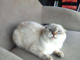 Scottish Fold Peri Çok Uysal Çok Sevecen