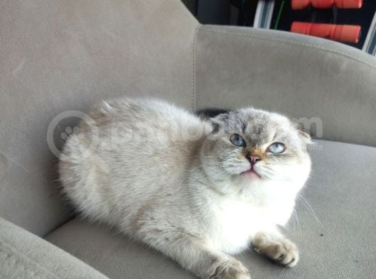 Scottish Fold Peri Çok Uysal Çok Sevecen
