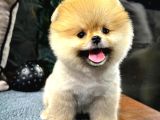 Muhteşem Tatlılıkta Pomeranian Bebeklerimiz
