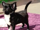 erkek Chihuahua yavrusu A klas şecereli