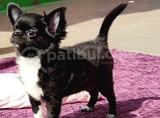 Erkek Chihuahua Yavrusu A Klas Şecereli