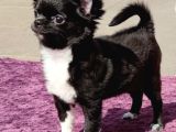Erkek Chihuahua Yavrusu A Klas Şecereli