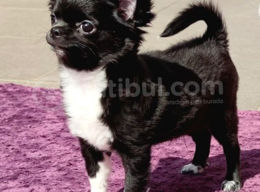 Erkek Chihuahua Yavrusu A Klas Şecereli görsel