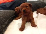 üst  düzey kore kan toy poodle yavrularım
