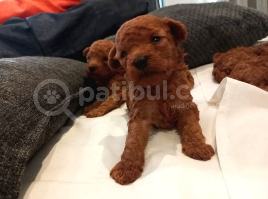 Üst  Düzey Kore Kan Toy Poodle Yavrularım
