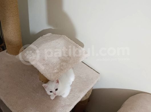 Beyaz Ve Golden Taby Dişi Erkek Yavrular görsel