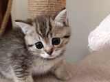 Beyaz Ve Golden Taby Dişi Erkek Yavrular