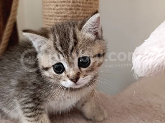 Beyaz Ve Golden Taby Dişi Erkek Yavrular görsel