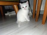 Beyaz Ve Golden Taby Dişi Erkek Yavrular