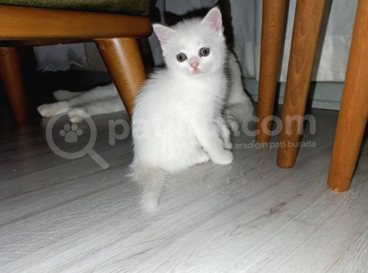 Beyaz Ve Golden Taby Dişi Erkek Yavrular görsel